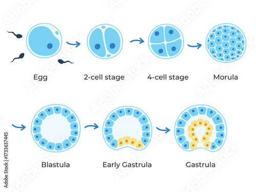 The stages of segmentation of a fertilized ovum. Human embryonic development. Zygote, 2-cell, 4-cell, 8-cell, morula, blastula, gastrula. Vector medical illustration.