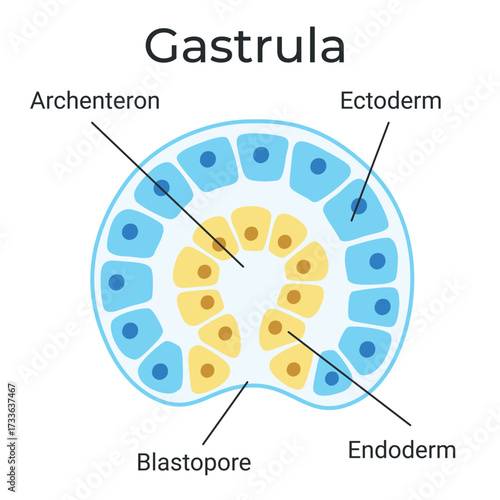 Gastrula. The cells of endoderm and ectoderm. The stage of segmentation of a fertilized ovum. Human embryonic development. Vector medical illustration.