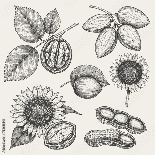 Detailed botanical illustration featuring walnuts, dates, pecans, sunflowers, and peanuts in a vintage engraved style.