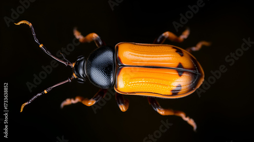 Wallpaper Mural American Carrion Beetle (Necrophila americana) Torontodigital.ca
