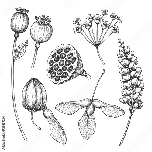Botanical illustration featuring a variety of plants, including poppy seed heads, lotus seed pod, maple seeds, and other flowering plants, rendered in a detailed, vintage style.