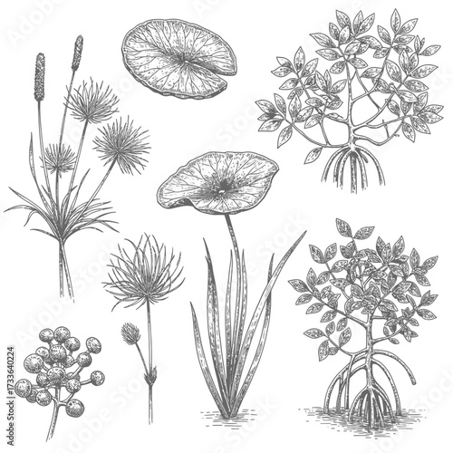 Botanical illustration featuring various aquatic plants, including cattails, lily pads, and mangrove-like flora, rendered in a detailed, vintage etching style.
