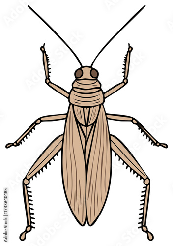 Brown insect top down view illustration resembling a common cockroach species detailed graphic