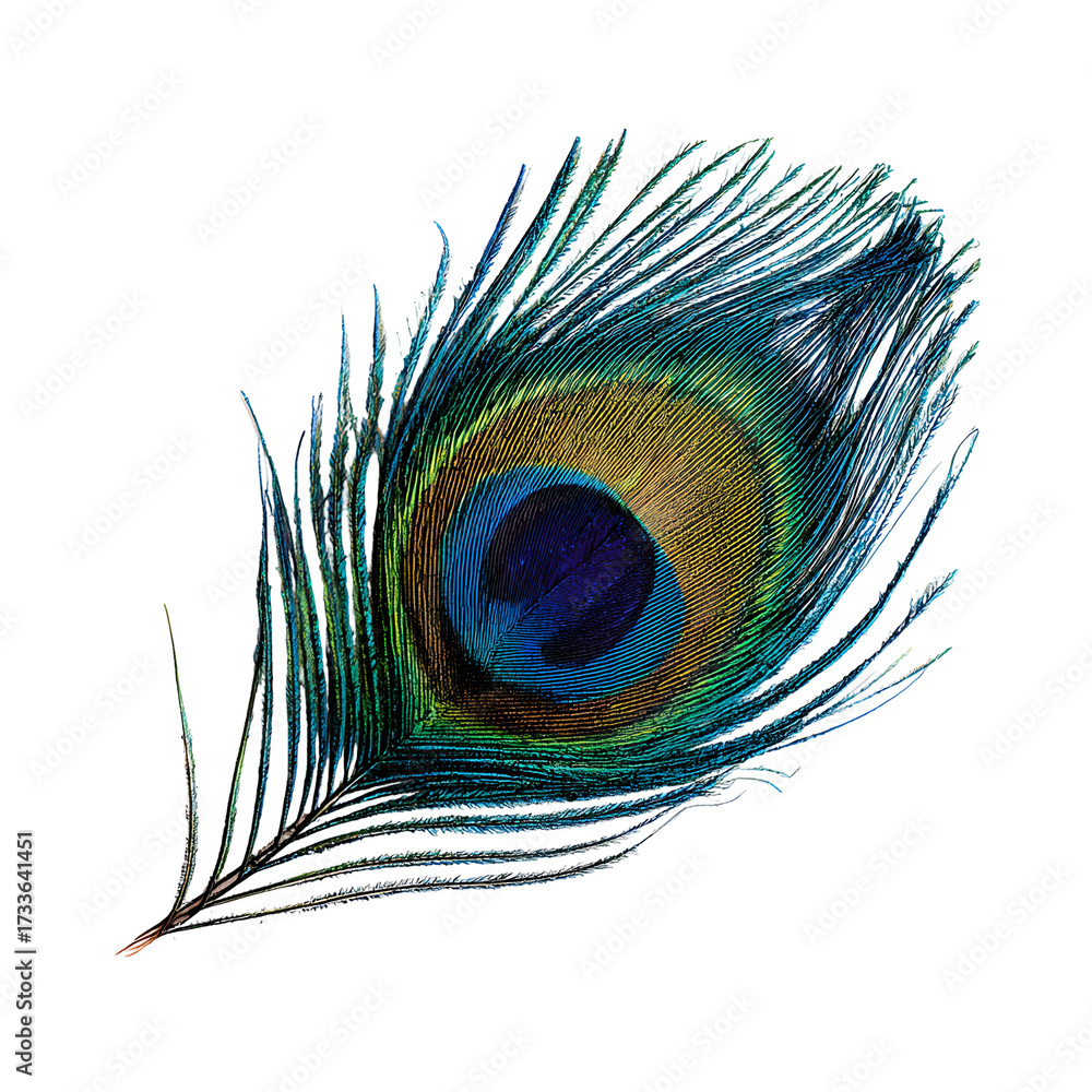 Fototapeta premium peacock feather on white background