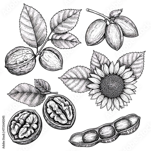 Detailed black and white illustration featuring walnuts, almonds, sunflower, and soybeans with leaves in a botanical style.