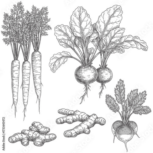 Detailed botanical illustration of carrots, beets, turnips, and ginger root with leaves in a vintage engraved style.