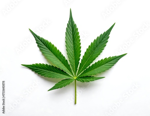 Single cannabis leaf against white