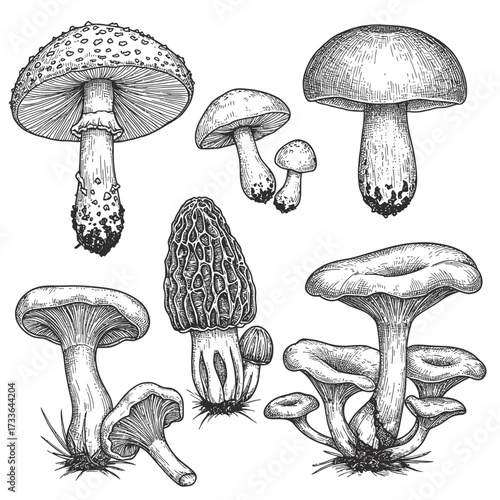 Detailed ink drawing of various types of mushrooms, including fly agaric, morel, and other fungi, presented in a vintage style.