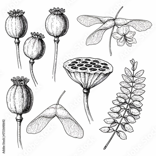 Botanical illustration featuring poppy seed heads, maple seeds, a lotus seed pod, and a leafy branch, rendered in a detailed, vintage-style etching.