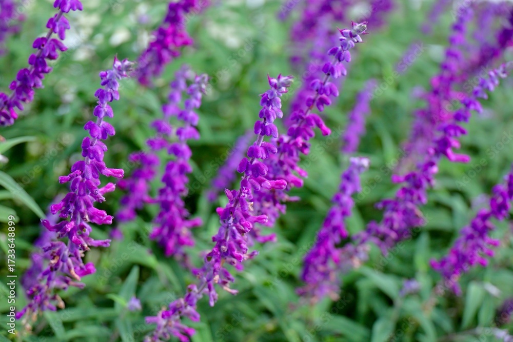 Fototapeta premium 産毛を纏ったセージの花
