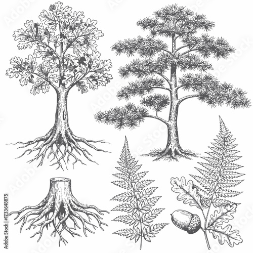 Detailed botanical illustration featuring an oak tree, pine tree, fern fronds, tree stump, and an acorn with oak leaves in a vintage style.