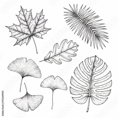 Botanical illustration featuring detailed drawings of various leaf types including maple, palm, oak, ginkgo, and monstera leaves.