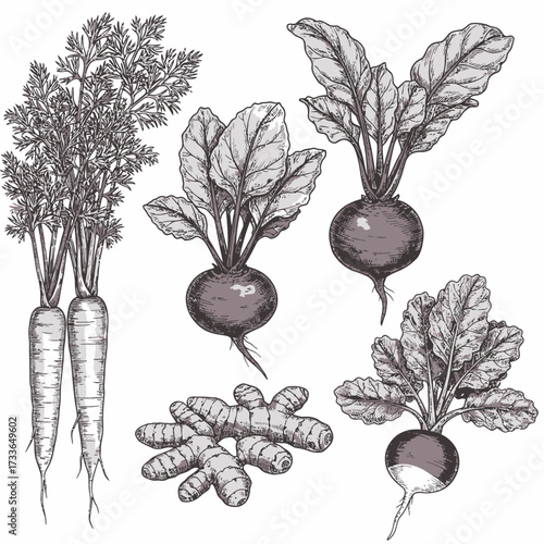 An illustration featuring a collection of root vegetables including carrots, radishes, beets, and ginger, all rendered in a detailed, vintage-style sketch.
