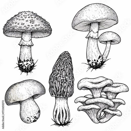 Diverse Fungi Species in Nature, Illustrated Art, Detailed Botanical Study, Organic Environment, Close-Up View