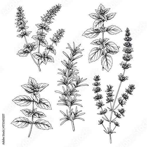 Botanical illustration featuring detailed line drawings of various herbs including basil, rosemary, and lavender, presented against a white background.