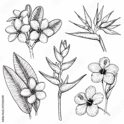 A botanical illustration featuring a collection of tropical flowers, including plumeria, hibiscus, and bird of paradise, rendered in a detailed, monochrome line drawing style.