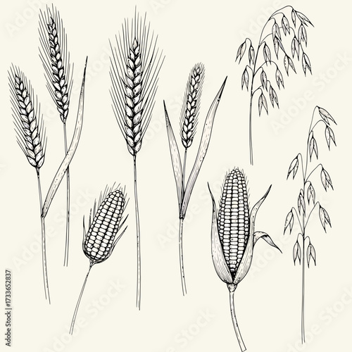 Detailed botanical illustration featuring various types of grains including wheat, barley, corn, and oats in a vintage style.