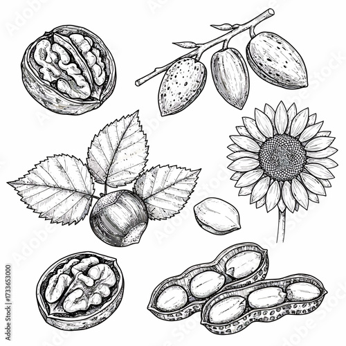Detailed sketch of various nuts and seeds including walnuts, almonds on a branch, a hazelnut with leaves, a sunflower, and peanuts.