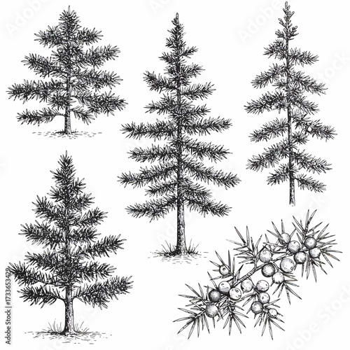 A detailed black and white illustration featuring four evergreen trees and a sprig of juniper berries, rendered in a vintage, etched style.