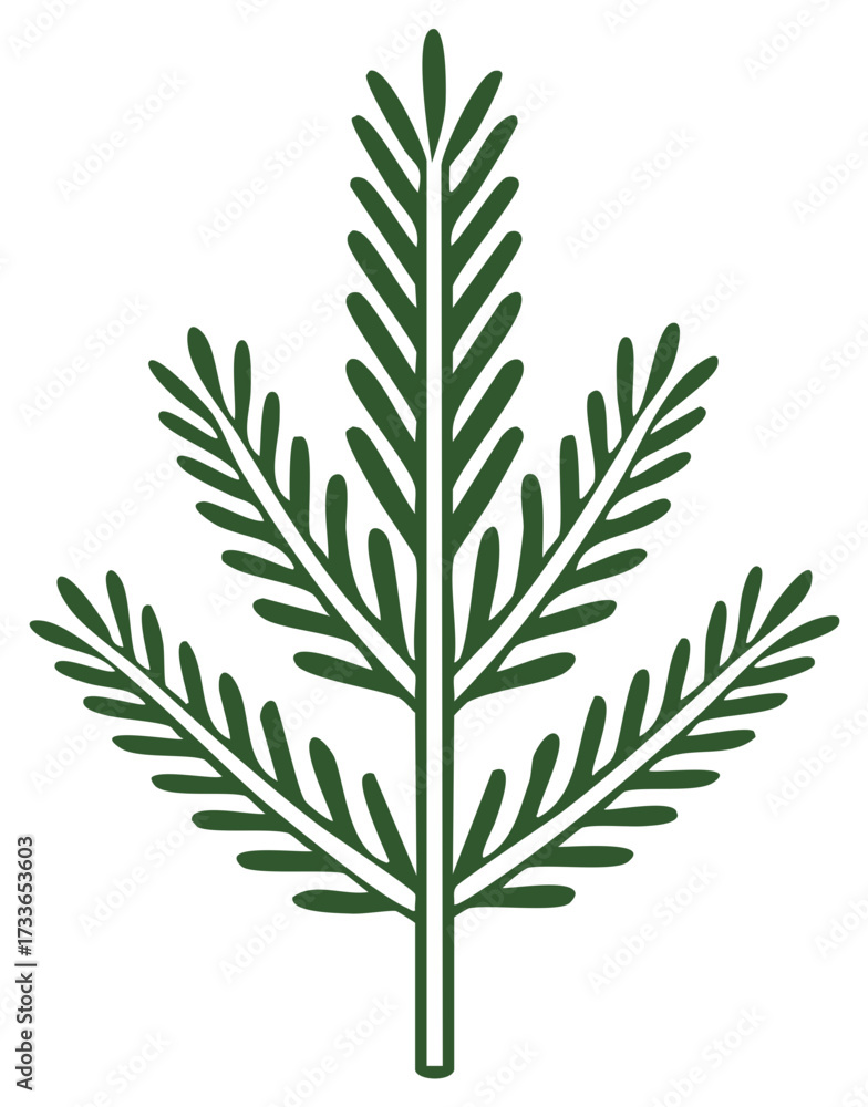 Obraz premium Green fir leaf illustration, botanical vector design