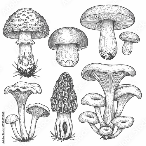 Detailed pen and ink illustration of various types of mushrooms, including chanterelles, morels, and toadstools, presented in a botanical style.