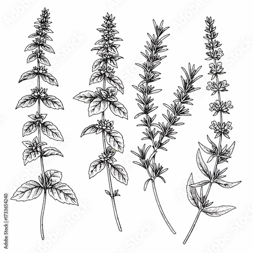 Detailed line art illustration of four different flowering herb plants with leaves and stems in black and white.