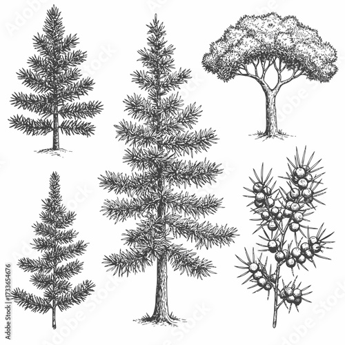 A detailed black and white illustration of five different tree species, including evergreens and deciduous trees, rendered in a detailed sketch style.