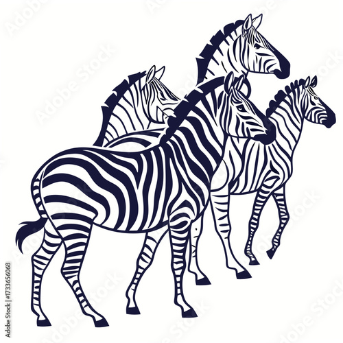 Four Zebras Standing in Profile on White Background