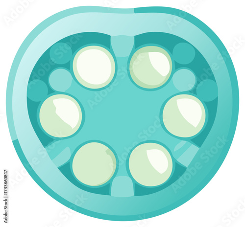 Stylized cross section of a teal-colored fruit, with white seeds