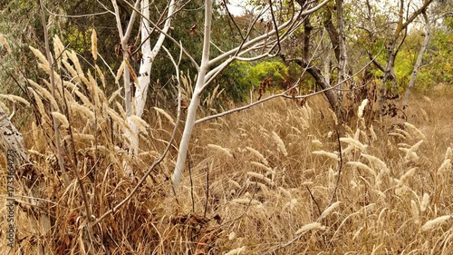 Thickets of dry grass in an autumn park.