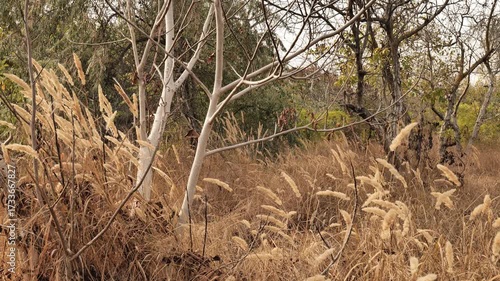 Thickets of dry grass in an autumn park.