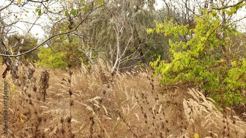 Dry grass in the park in early autumn