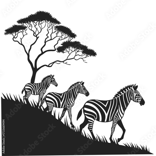 Zebras walking under an acacia tree on a grassy hill silhouette