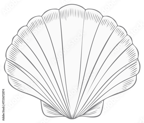Isolated seashell design element in gray line art style for decorations and templates