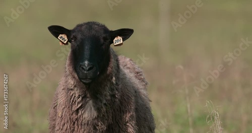 Close-up of a sheep in a field. An adult ewe poses for the camera. A ram in a field on a pasture in summer. Pasture and cattle breeding in natural conditions.
