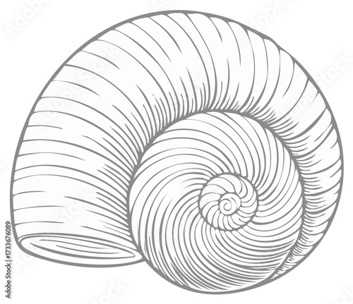 Seashell illustration, mollusk shell, spiraling pattern, monochrome graphic, linear design, natural history motif