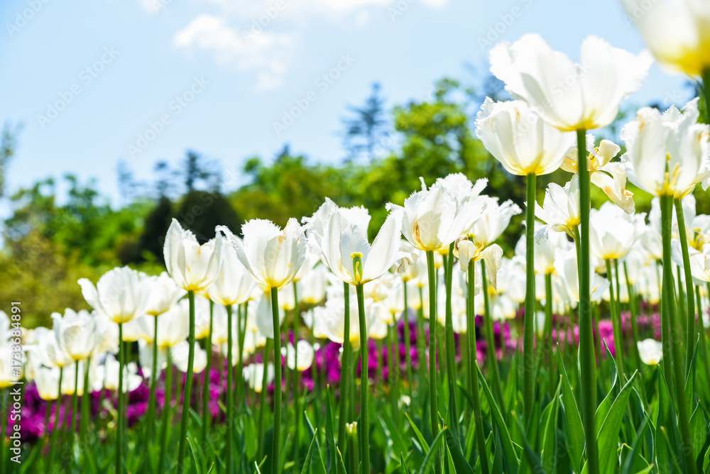 Fototapeta premium White fringed tulips Honeymoon in full bloom against blue sky, delicate spring flowers with soft petals creating fresh bright natural background.
