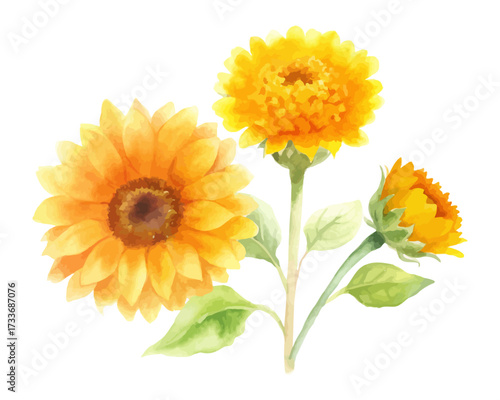 Vibrant Sunflower and Marigold Watercolor Illustration isolated on white background