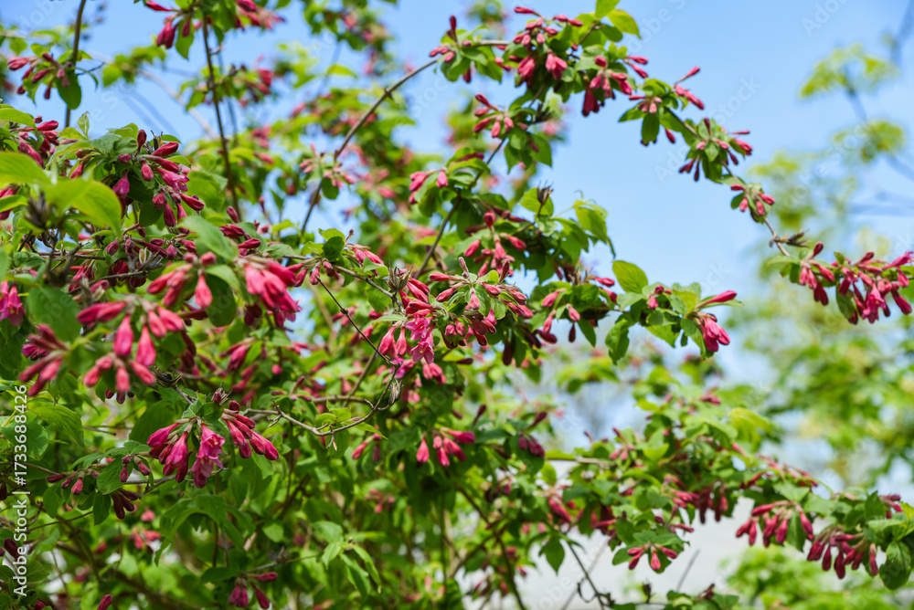 Obraz premium Blooming Weigela florida shrub with vivid pink buds and fresh green leaves in a sunny spring garden under clear blue sky