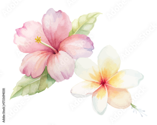 tropical watercolor hibiscus and frangipani flowers isolated on white background