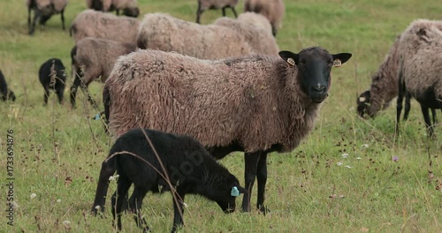 An adult sheep with a lamb in a pasture. A flock of sheep in a field with green and fresh grass. Domestic animals on a farm. Gray sheep and black ram.