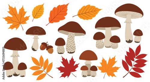 A collection of autumnal mushrooms and colorful fallen leaves.