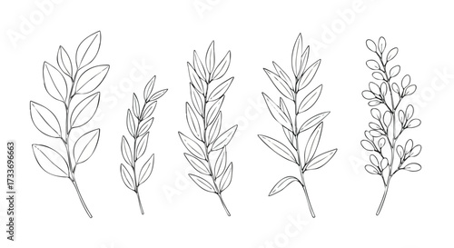 Set of five hand-drawn botanical leaf branches in a detailed sketch style on a white background.