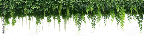 Lush Green Foliage with Hanging Vines and Tendrils Isolated on Black Background for Design Elements