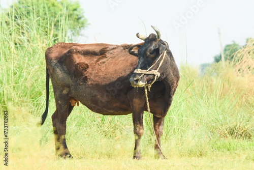 Cows standing in the rice field Pakistan,  Cow standing in the pasture, The cow is eating grass, Brazilian cow grazing free and quiet, Cows on the green grass, cattle