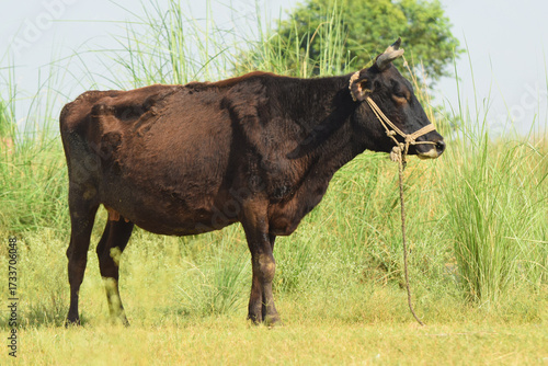 Cows standing in the rice field Pakistan,  Cow standing in the pasture, The cow is eating grass, Brazilian cow grazing free and quiet, Cows on the green grass, cattle