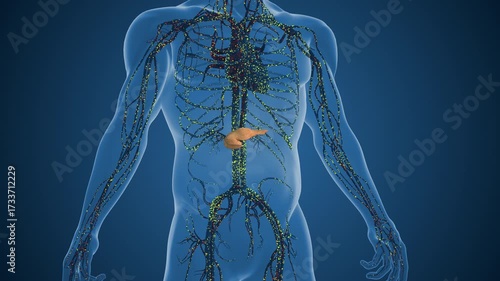 Pancreatic Cells Stimulating Higher Insulin Production Levels