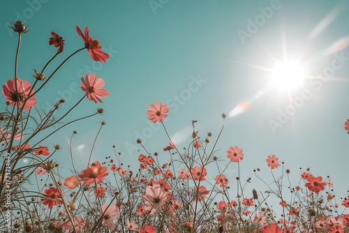 Fototapeta Naklejka Na Ścianę i Meble -  Pink cosmos flowers bloom against a bright sunlit blue sky pink flowers red flowers