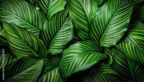 Calathea Ornata Sanderiana Leaves Creating Vibrant Green Backdrop
