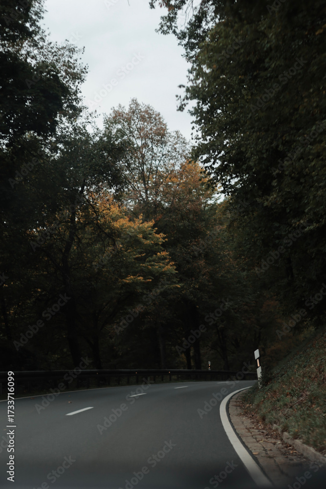 Fototapeta premium green woods panorama, natural landscape, forest in autumn, forest background 